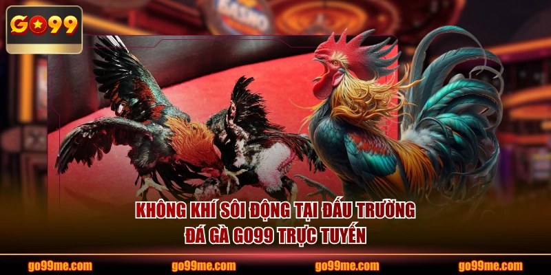 Không khí sôi động tại đấu trường đá gà GO99 trực tuyến
